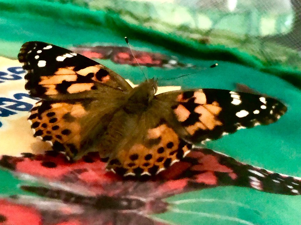 Geschlüpfter Schmetterling