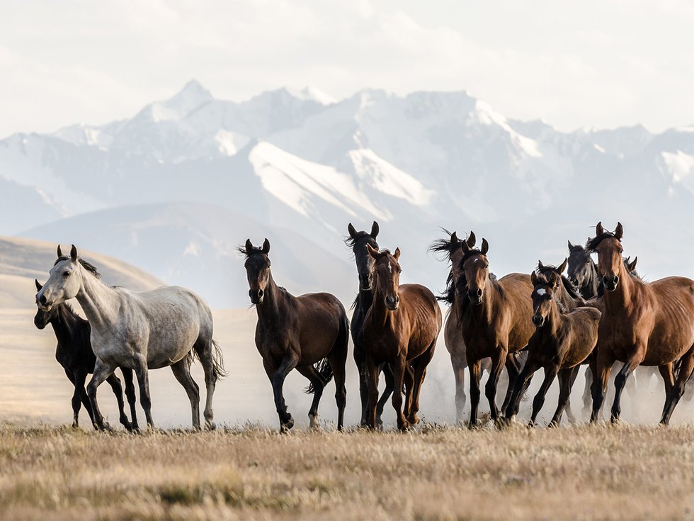 Kirgistan Pferde