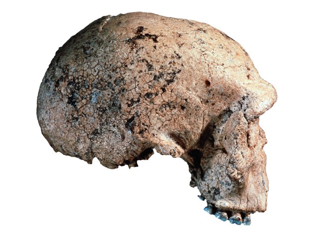 Foto: Homo steinheimensis